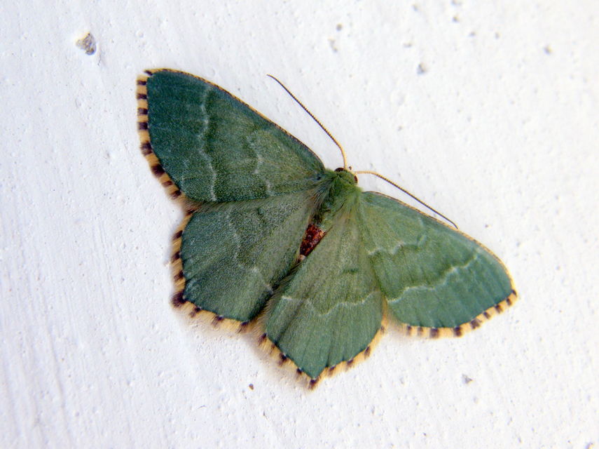 Hemithea aestivaria - nyír-zöldaraszoló