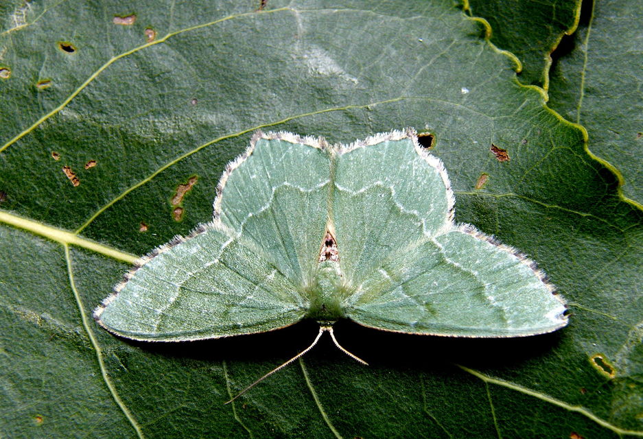 Hemithea aestivaria - nyír-zöldaraszoló