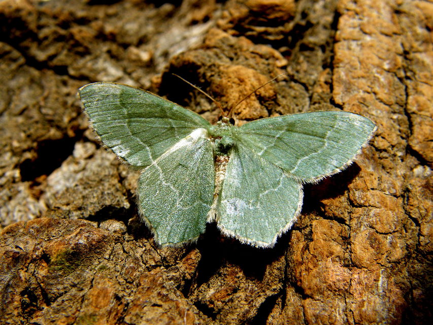 Hemithea aestivaria - nyír-zöldaraszoló