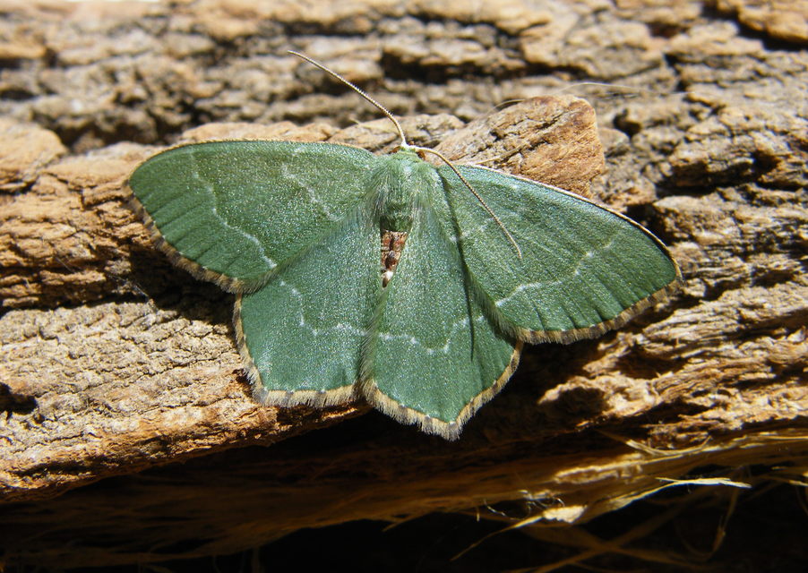 Hemithea aestivaria - nyír-zöldaraszoló