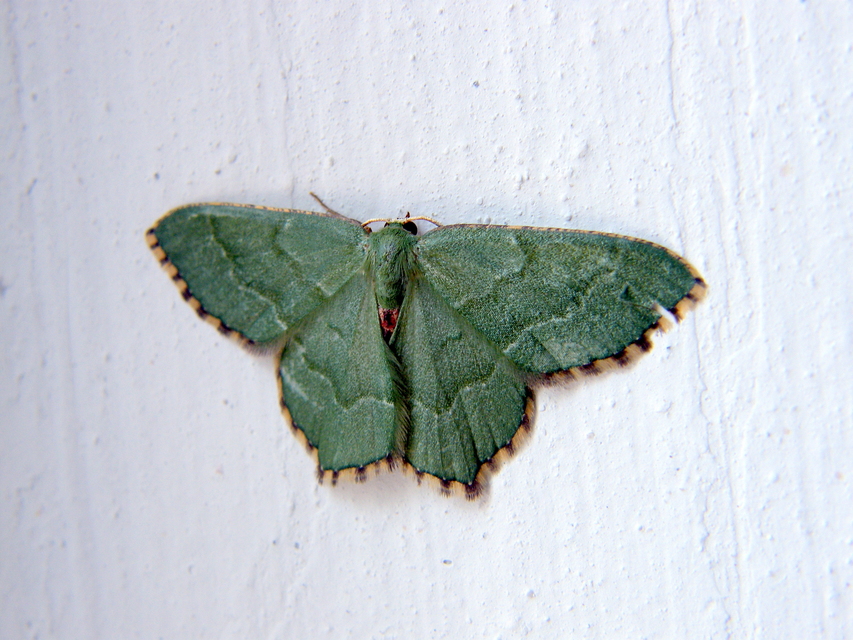 Hemithea aestivaria - nyír-zöldaraszoló