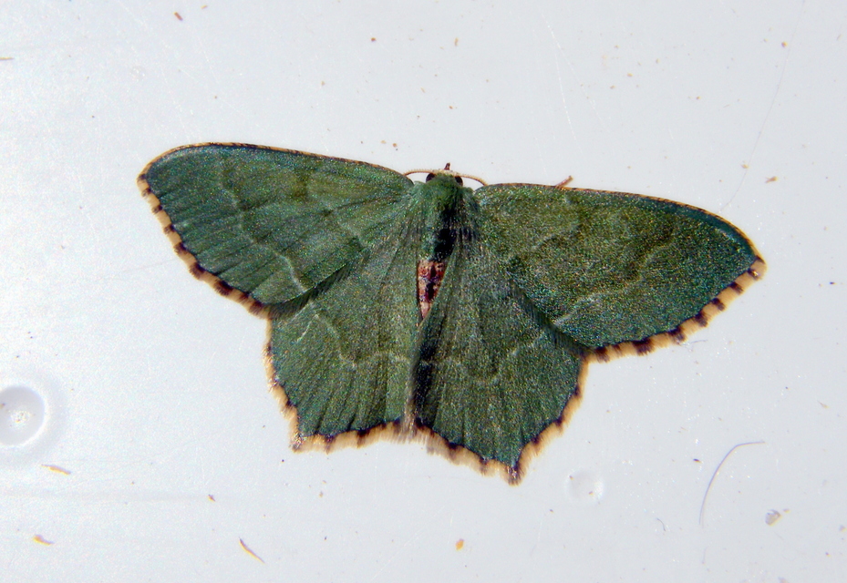 Hemithea aestivaria - nyír-zöldaraszoló