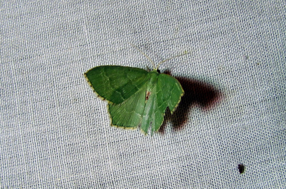 Hemithea aestivaria - nyír-zöldaraszoló
