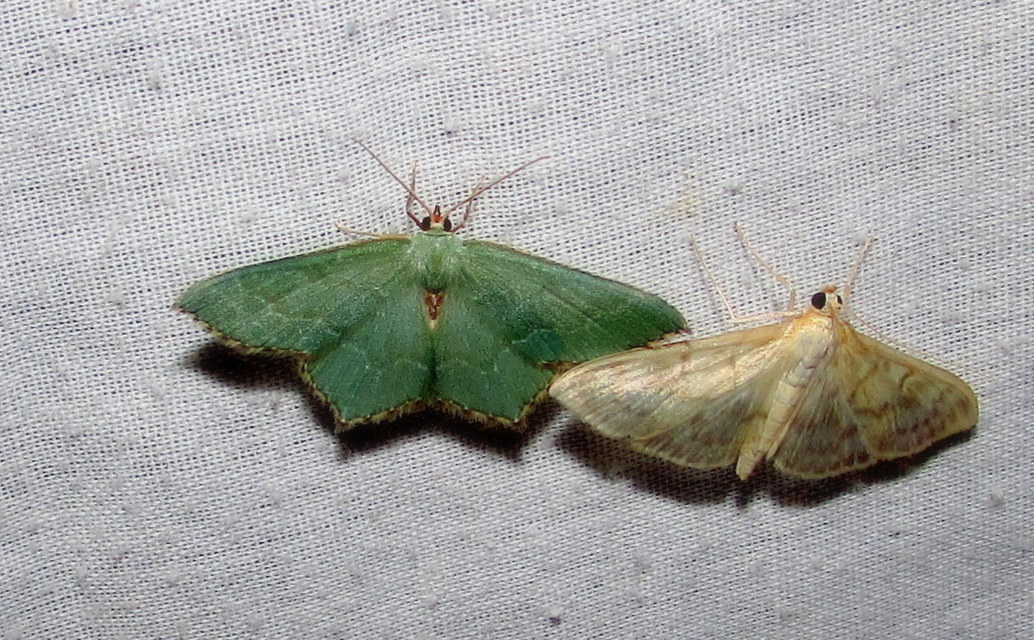 Hemithea aestivaria - nyír-zöldaraszoló
