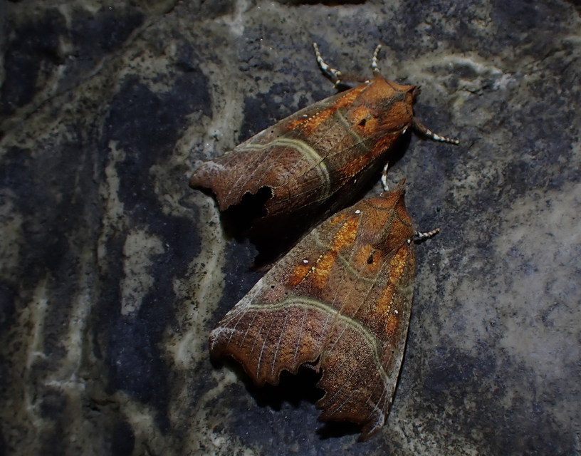 Scoliopteryx libatrix - vörös csipkésbagoly