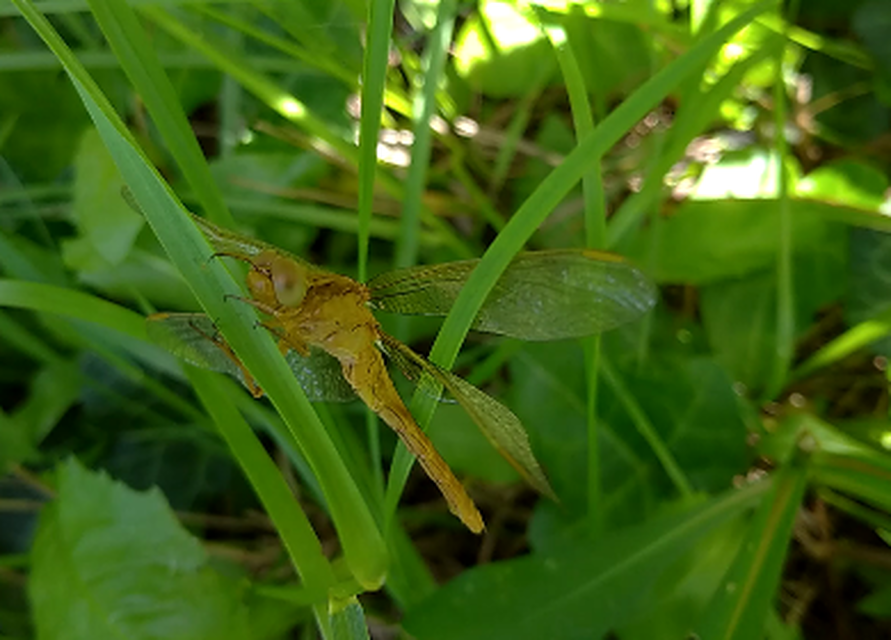 Orthetrum coerulescens - karcsú pásztorszitakötő