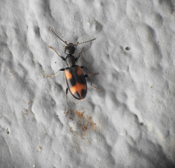 Anthicus antherinus - közönséges fürgebogár