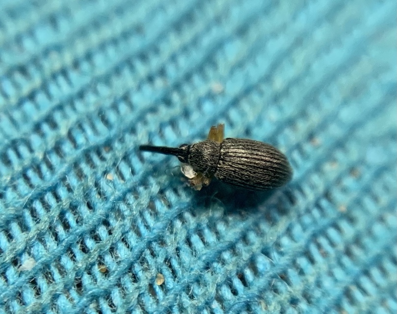 Pseudapion fulvirostre - fehérmályva-cickányormányos Pseudapion fulvirostre - fehérmályva-cickányormányos