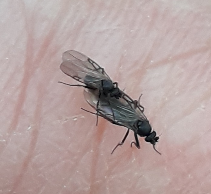 Phoridae - púposlégyfélék