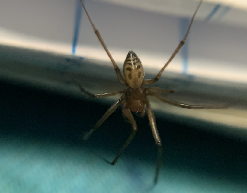 Taranucnus setosus