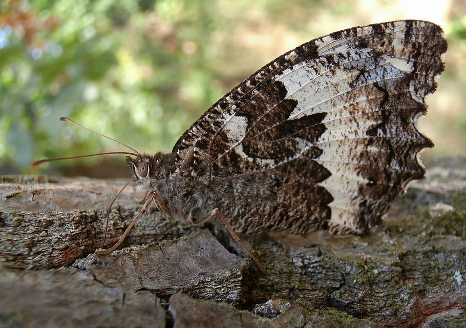 Brintesia circe - fehéröves szemeslepke