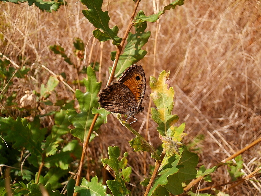 Arethusana arethusa - közönséges szemeslepke