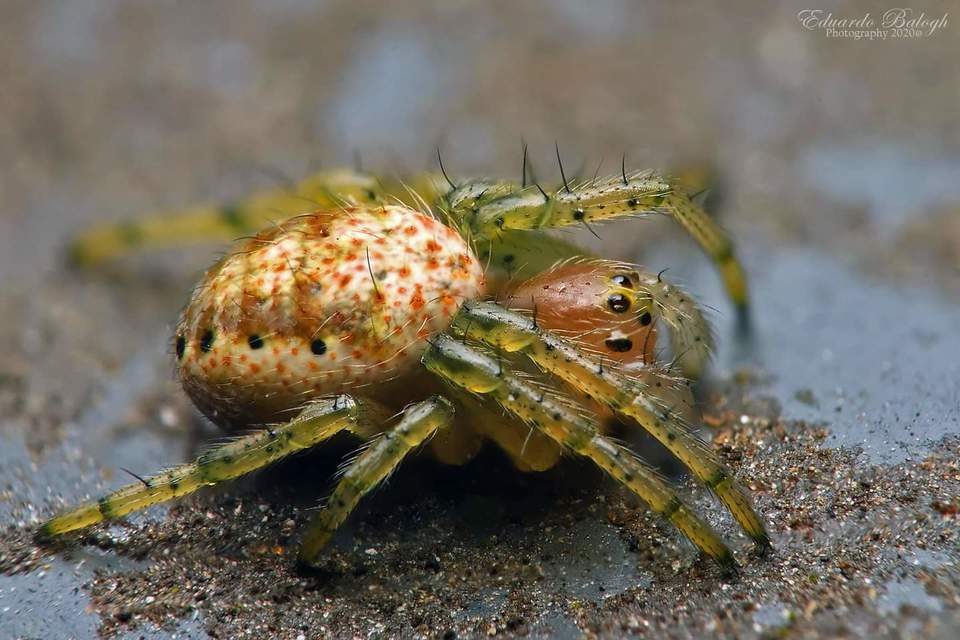 Araniella