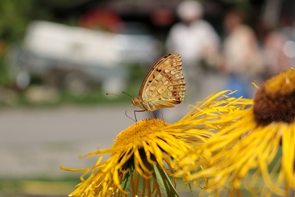 Argynnis adippe - ezüstös gyöngyházlepke