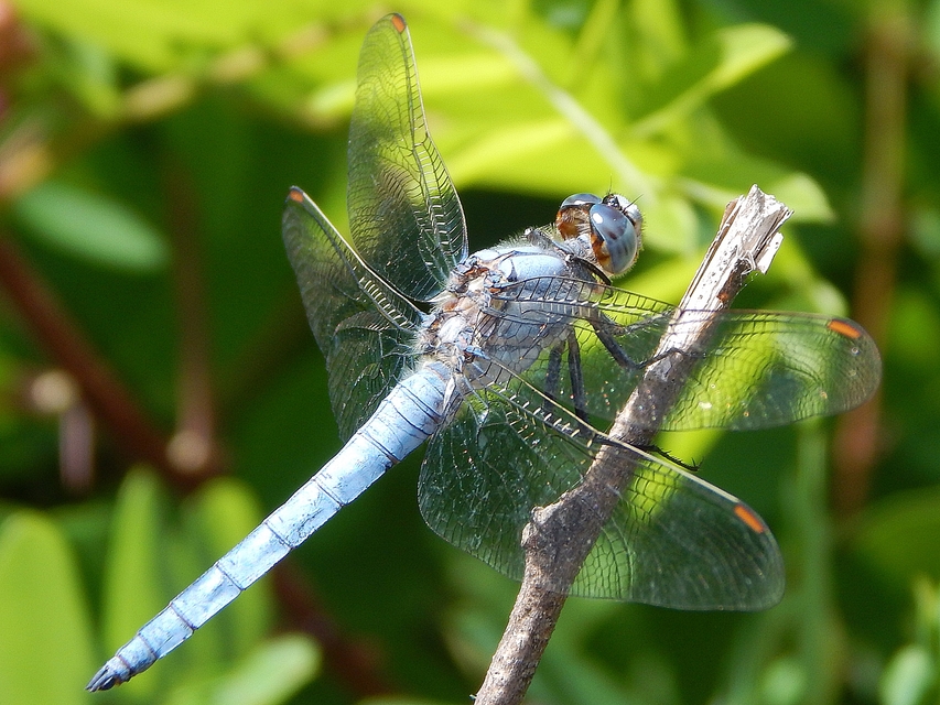Orthetrum brunneum - pataki pásztorszitakötő
