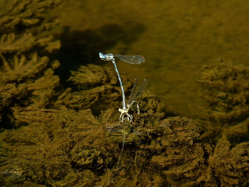 Platycnemis pennipes - széleslábú szitakötő