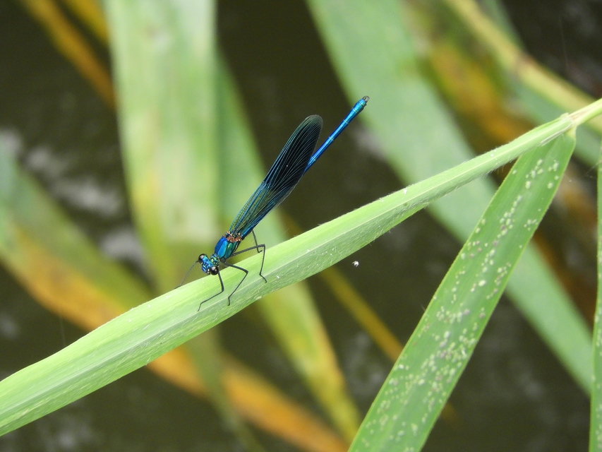 Calopteryx splendens - sávos szitakötő