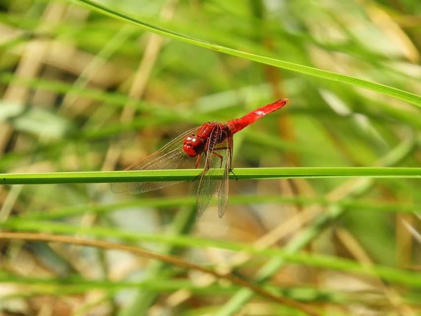 Crocothemis erythraea - skarlát szitakötő