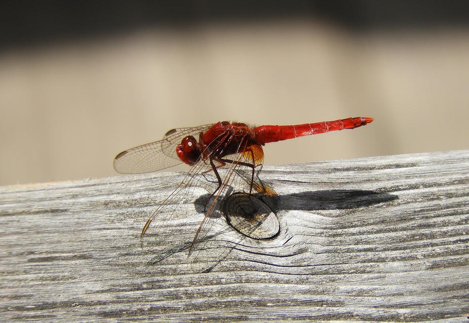 Crocothemis erythraea - skarlát szitakötő