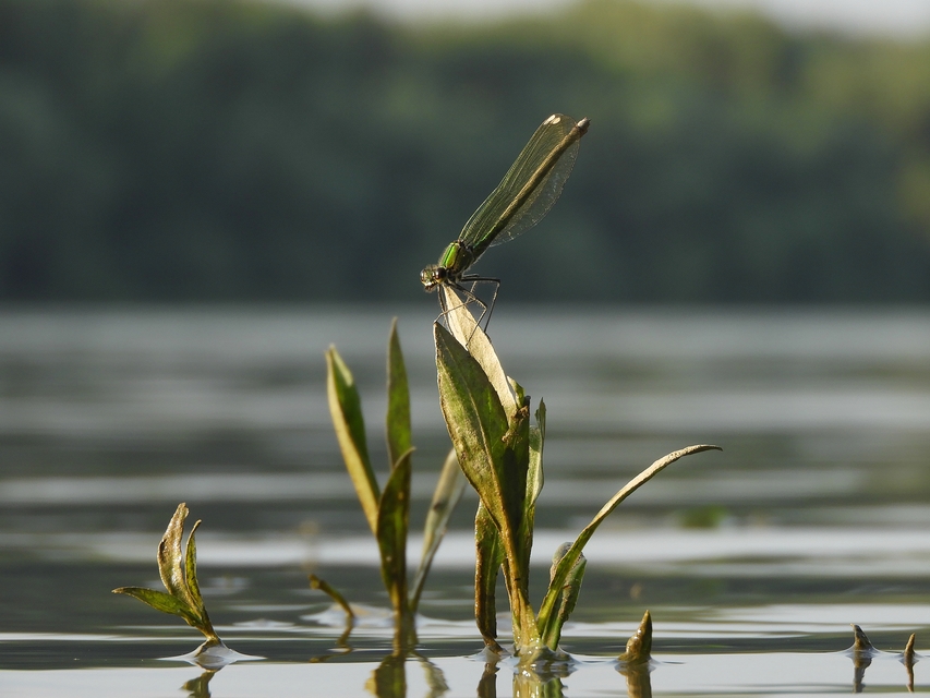 Calopteryx splendens - sávos szitakötő
