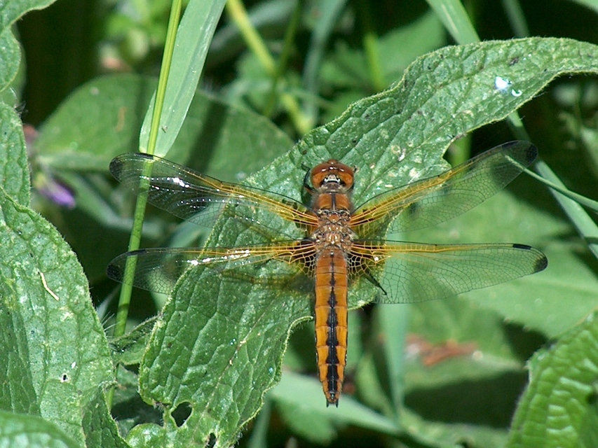 Libellula fulva - kisfoltos laposacsa