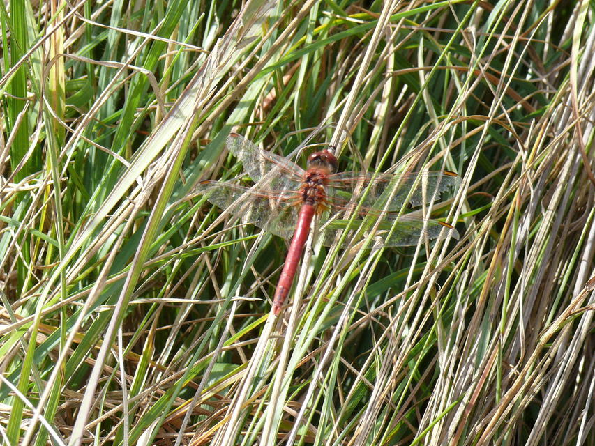 Sympetrum fonscolombii - vándor katona-szitakötő
