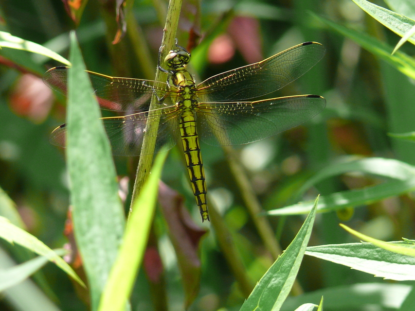 Orthetrum cancellatum - feketefarkú pásztorszitakötő