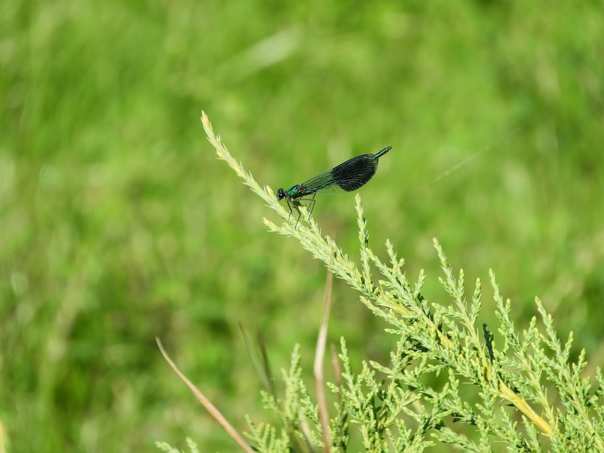 Calopteryx splendens - sávos szitakötő