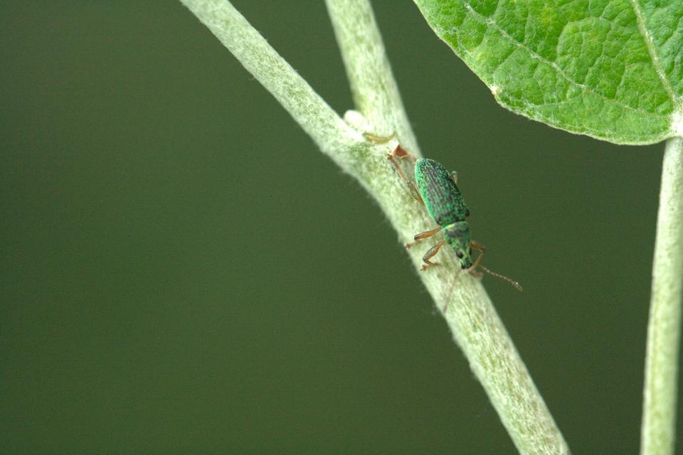 Polydrusus formosus - selymes lombormányos
