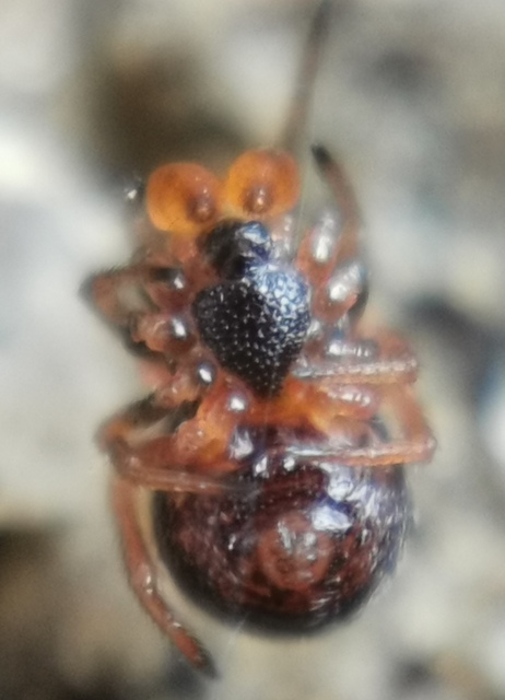 Crustulina sticta