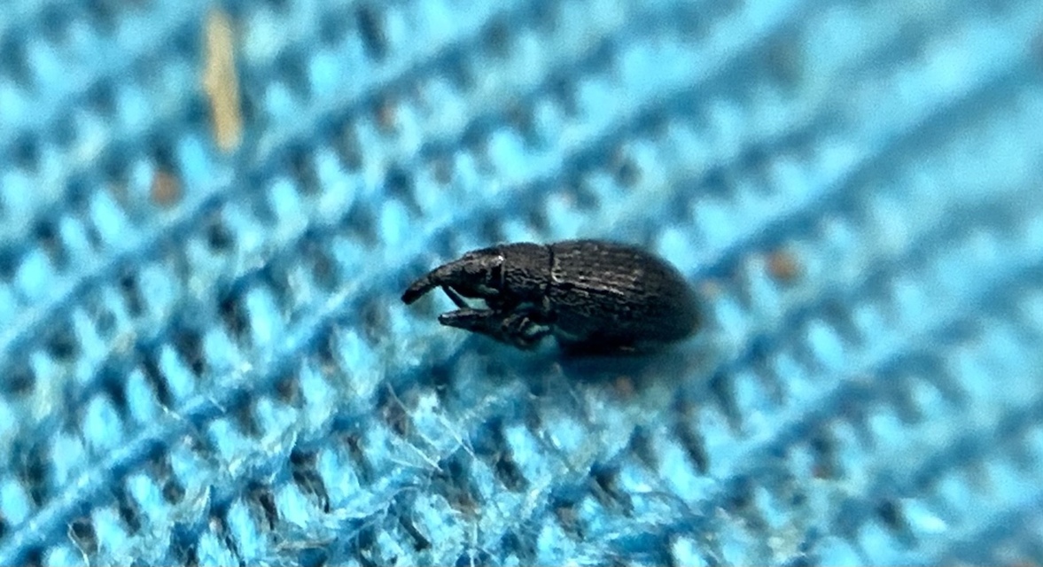 Catapion seniculus - lóhereszár-cickányormányos Catapion seniculus - lóhereszár-cickányormányos