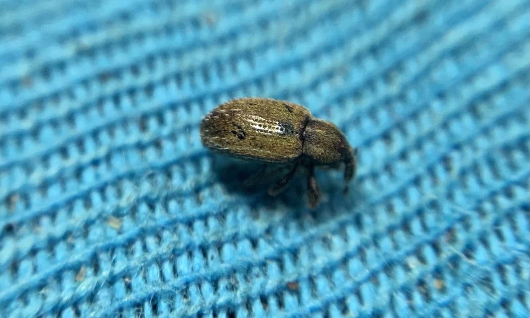 Hypera nigrirostris - pompás pikkelyesormányos