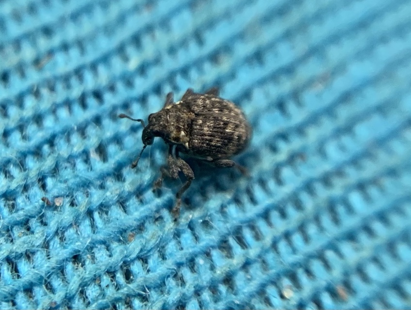 Pelenomus commari - közönséges keserűfű-ormányos