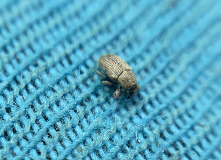 Tychius stephensi - rétihere-tímárormányos