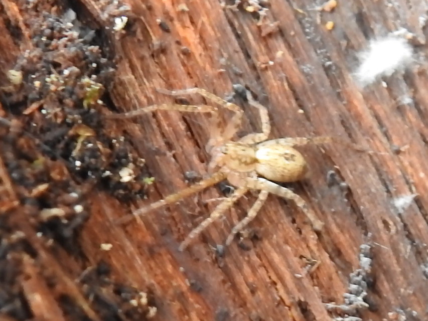 Anyphaena accentuata - jegyespók