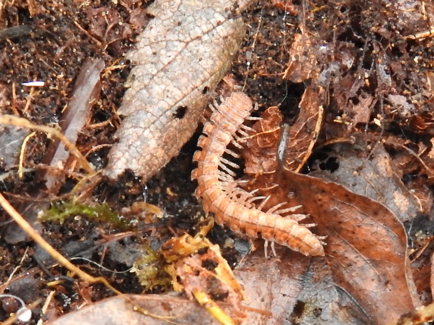 Polydesmus