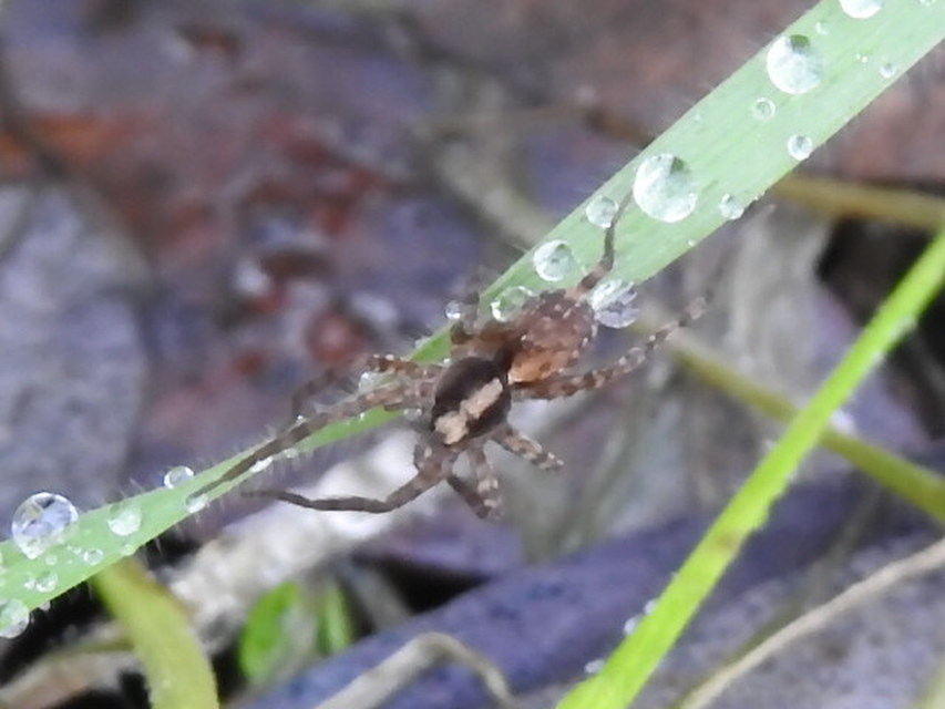 Pardosa alacris/lugubris