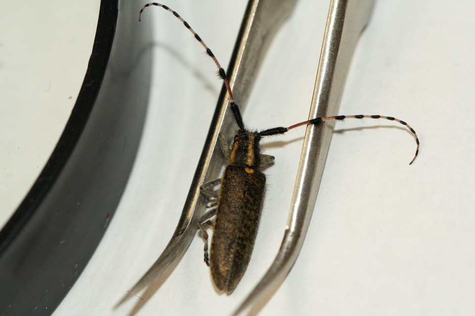 Agapanthia dahli - sárgagyűrűs bogáncscincér