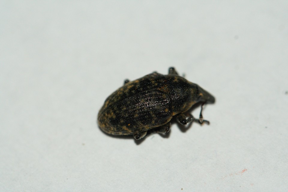 Larinus turbinatus - kúposorrú púderbarkó