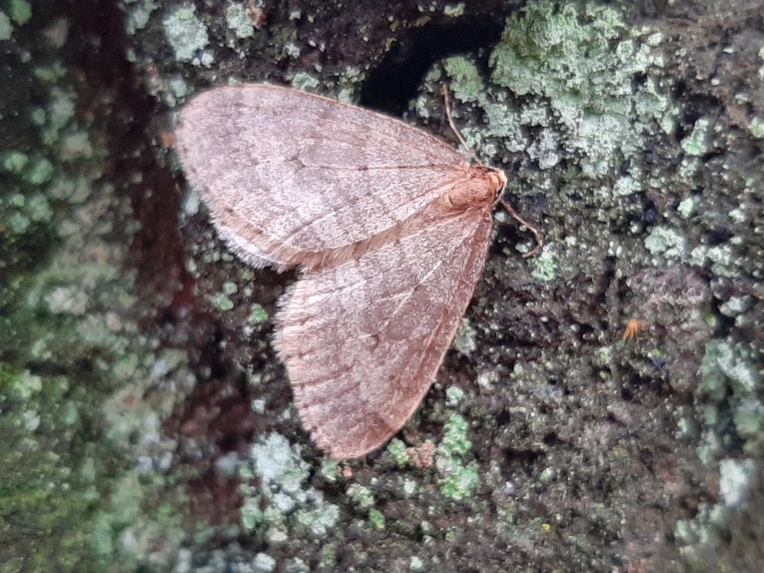 Operophtera brumata - kis téliaraszoló