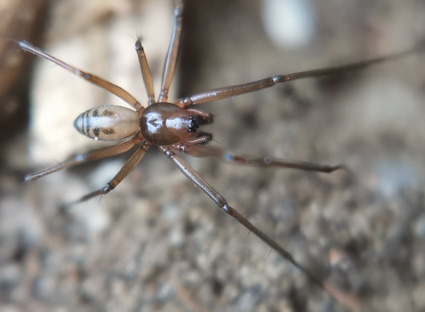 Taranucnus setosus