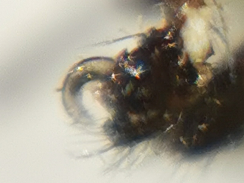 Taranucnus setosus