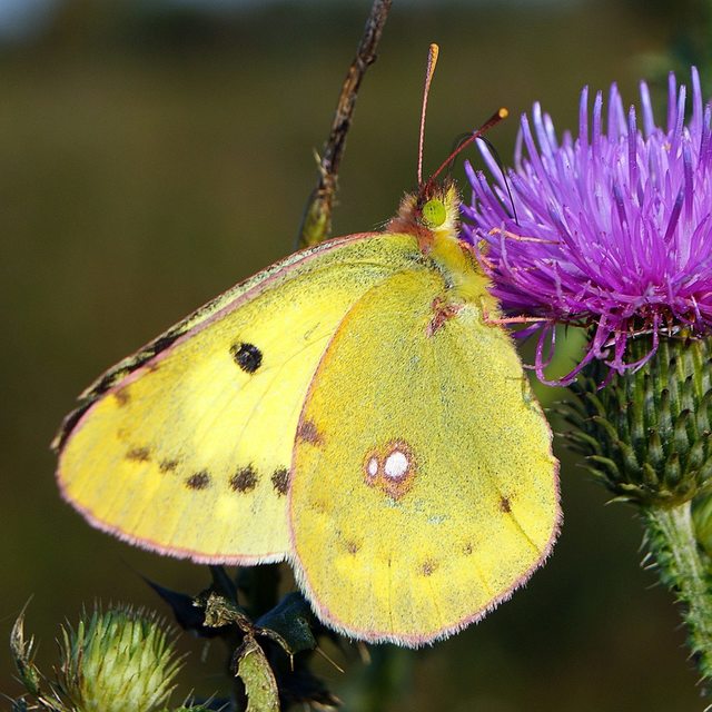 Colias erate - csángó-kéneslepke