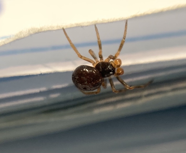 Crustulina sticta