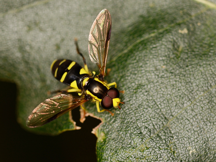Xanthogramma pedissequum - gyakori oldalsávoslégy