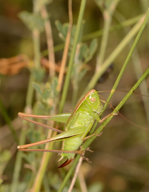 Bicolorana bicolor - halványzöld rétiszöcske