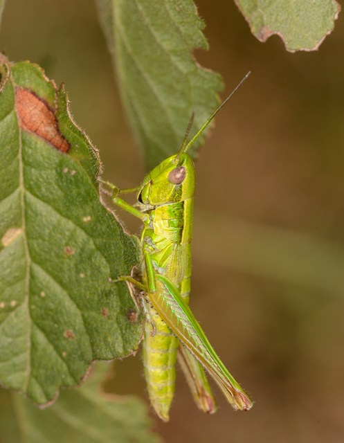 Euthystira brachyptera - smaragdzöld sáska