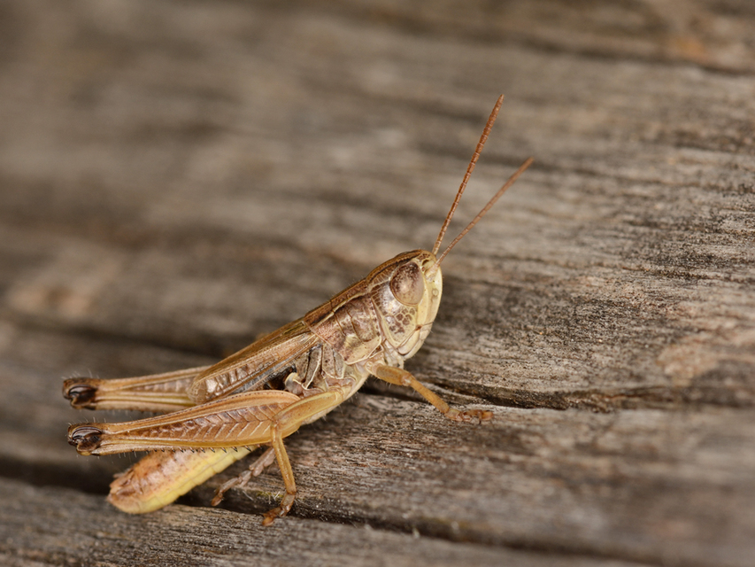 Stenobothrus crassipes - rövidszárnyú sztyepprétisáska