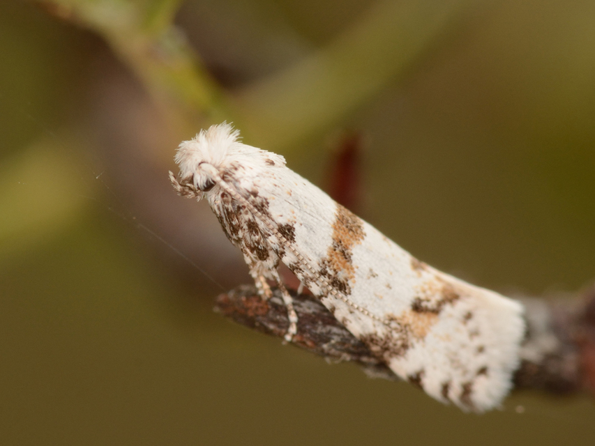 Scythropia crataegella - galagonya-pókhálósmoly