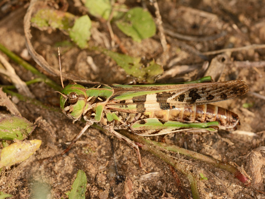Oedaleus decorus - szalagos sáska